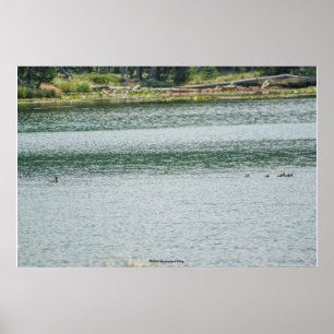 Poster Canard à col rond