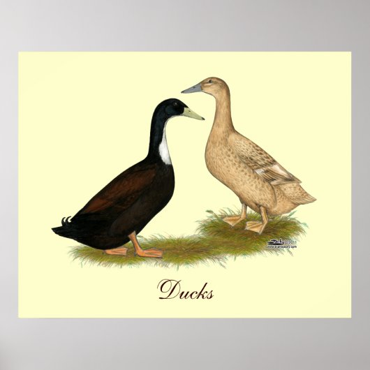 Poster Canard à couchage hybride (Devant)
