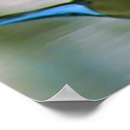 Poster Canard à intail (Coin)