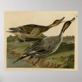 Poster Canard à queue épinglée (Devant)