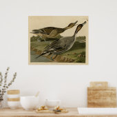 Poster Canard à queue épinglée (Cuisine)