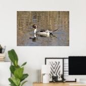 Poster Canard à queue pointue nage dans un étang (Bureau à domicile)