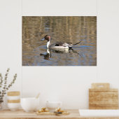 Poster Canard à queue pointue nage dans un étang (Cuisine)