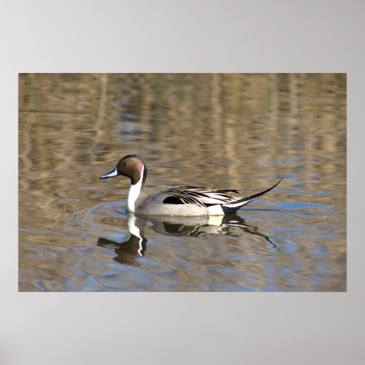 Poster Canard à queue pointue nage dans un étang (Devant)