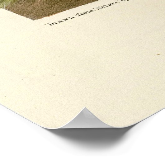 Poster Canard à tête de buffle des oiseaux d'Amérique d'A (Coin)