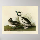 Poster Canard à tête de buffle des oiseaux d'Amérique d'A (Devant)