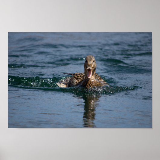 Poster Canard avec bec ouvert (Devant)