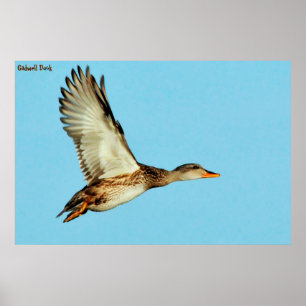 Poster Canard chipeau