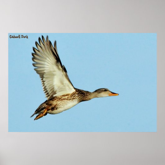 Poster Canard chipeau (Devant)