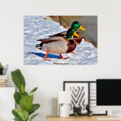 Poster Canard colvert (Bureau à domicile)