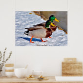 Poster Canard colvert (Cuisine)