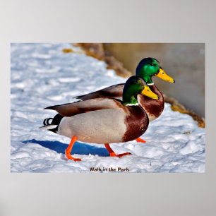Poster Canard colvert