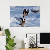 Poster Canard colvert (Bureau à domicile)