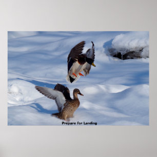 Poster Canard colvert
