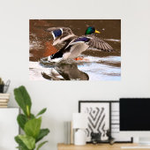Poster Canard colvert (Bureau à domicile)