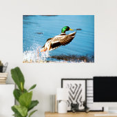 Poster Canard colvert (Bureau à domicile)