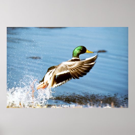 Poster Canard colvert (Devant)