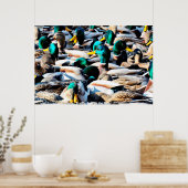 Poster Canard colvert (Cuisine)