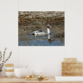 Poster Canard colvert B5 à queue pointue (Cuisine)