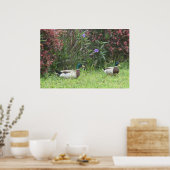 Poster Canard colvert mâle (Cuisine)