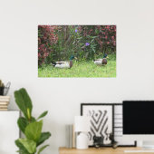 Poster Canard colvert mâle (Bureau à domicile)