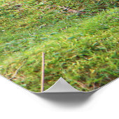 Poster Canard colvert sur la rive d'une rivière (Coin)