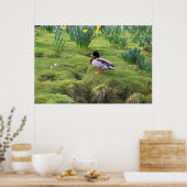 Poster Canard colvert sur la rive d'une rivière (Cuisine)