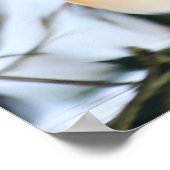 Poster Canard de Madarin (Coin)