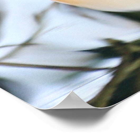 Poster Canard de Madarin (Coin)