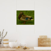Poster Canard de Mallard dans la prairie (Cuisine)