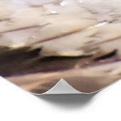 Poster Canard de Marganser (Coin)