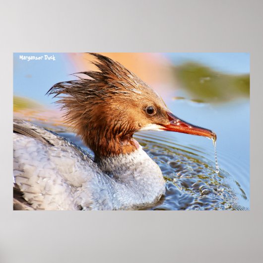 Poster Canard de Marganser (Devant)