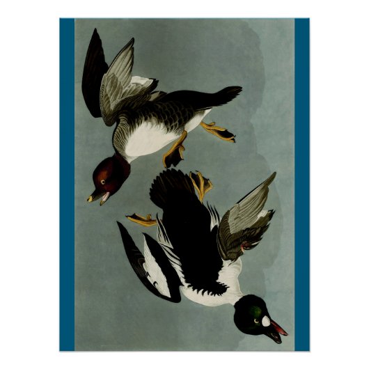Poster Canard de mer à oeil doré (Devant)