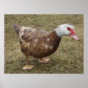 Poster Canard de Muscovy de chocolat