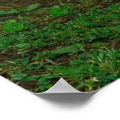 Poster Canard de Pékin (Coin)