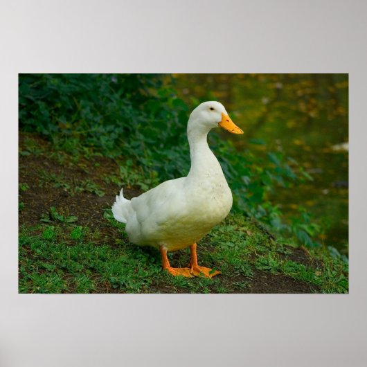 Poster Canard de Pékin (Devant)