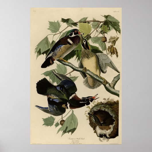 Poster Canard d'été, Canard à bois, Oiseaux d'Amérique d' (Devant)