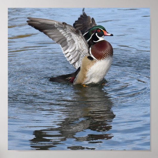 Poster Canard en bois masculin (Devant)