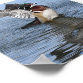 Poster Canard en bois masculin (Coin)