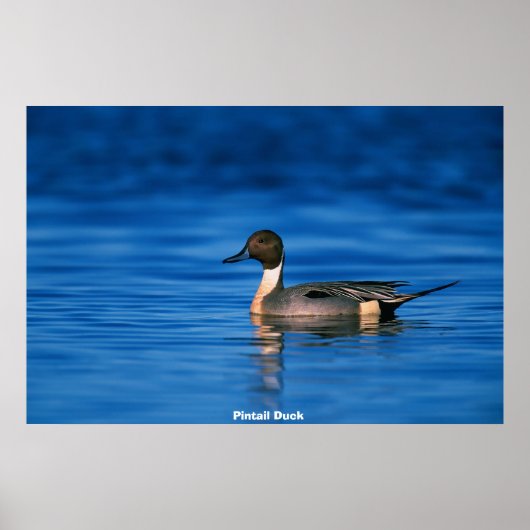 Poster Canard en épingle (Devant)