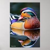 Poster Canard mandarin (Devant)