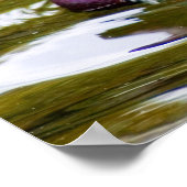 Poster Canard mandarin (Coin)