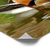 Poster Canard mandarin (Coin)