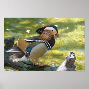 Poster Canard mandarin