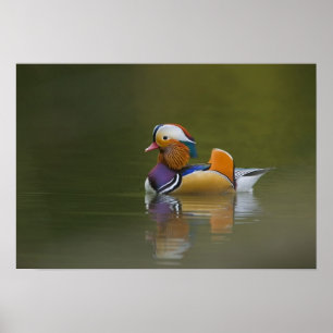 Poster Canard mandarin sauvage (Aix galericulata) sur fon