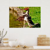 Poster Canard Meganser (Cuisine)