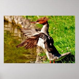 Poster Canard Meganser