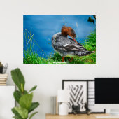 Poster Canard Meganser (Bureau à domicile)