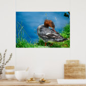 Poster Canard Meganser (Cuisine)