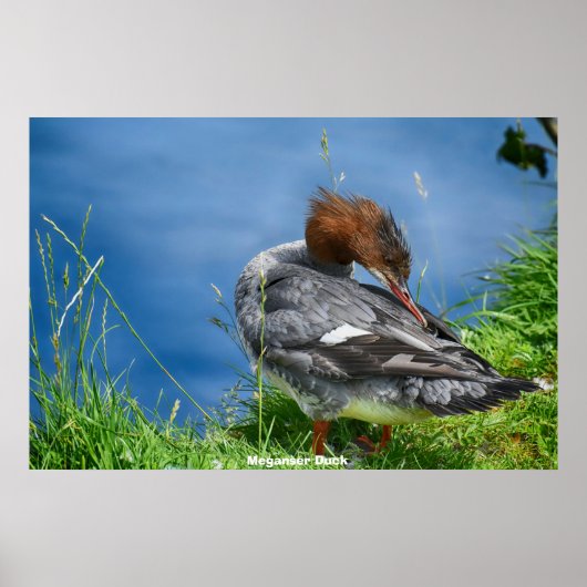 Poster Canard Meganser (Devant)